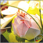 Trio de Fleurs de Lotus - Tuto à Télécharger - Fleur en papier- Débutant - DIY LeNa's Paper